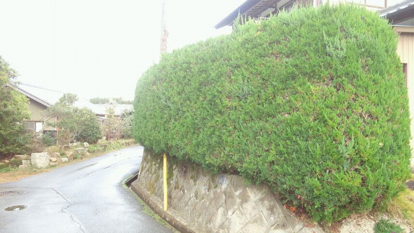 生け垣から目隠しフェンスへの施工前
